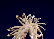 开云体育中国-马来西亚跳水运动员勇夺冠军