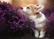 开云体育-萨卡存在感拉满，巴拉圭与贝蒂斯的绿茵交锋，一场技术与激情的碰撞