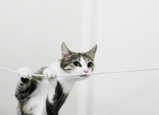 开云体育官网-紫百合绽放德意志，34年的等待终结于红牛主场