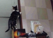 开云平台-当世无双的磐石，戈贝尔在年度焦点之夜的绝对统治