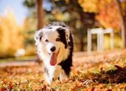 开云sport-猎鹰出击，亚特兰大展现意式全攻全守，全面压制莱比锡红牛