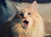 开云体育APP下载-冠军之心觉醒，巴尔韦德双响炮引爆全场，乌拉圭三球轻取乌克兰开启新时代