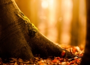 开云体育登录-唯一关键先生，维尼修斯一锤定音，巴西硬仗中险胜洪都拉斯