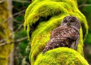 开云体育-大堡礁防线对塞纳河星光，莱万一战封神的南半球宣言