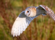 开云官网-跨越国界，从底特律到美加墨，体育韧性的双重奏