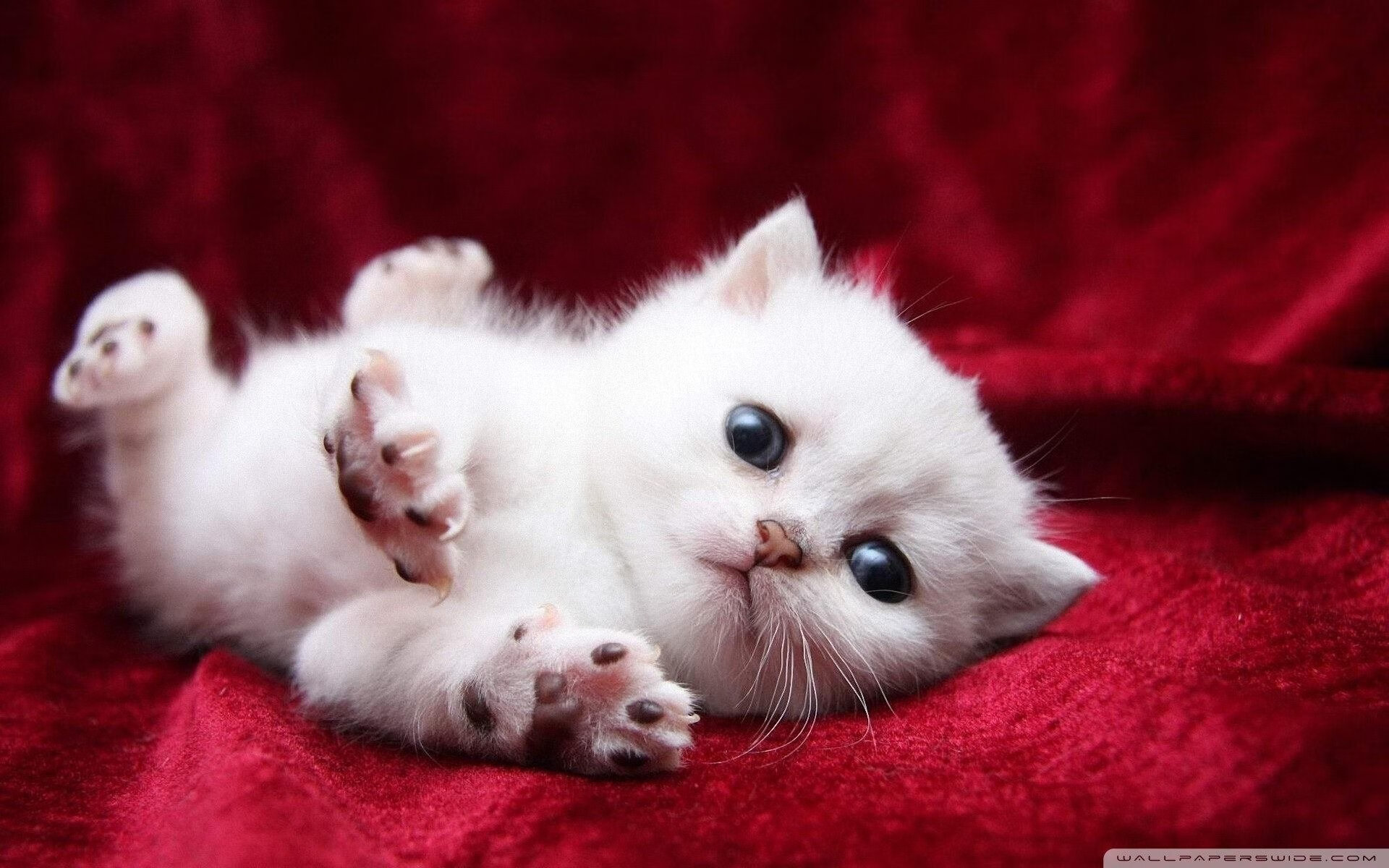 胜负天平上的无形锁链,克瓦拉茨赫利亚如何以一己之力定义年度焦点之战