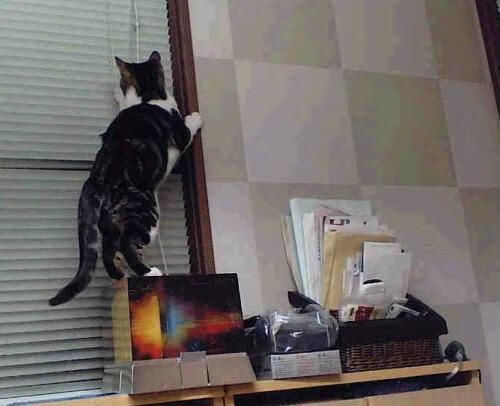 当世无双的磐石,戈贝尔在年度焦点之夜的绝对统治