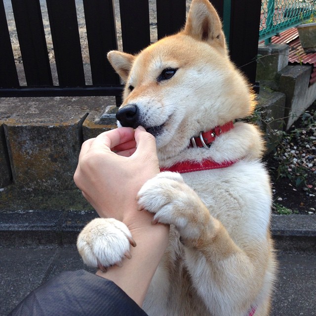 门迪三记重炮唯一救赎,贝蒂斯非典型击溃牙买加