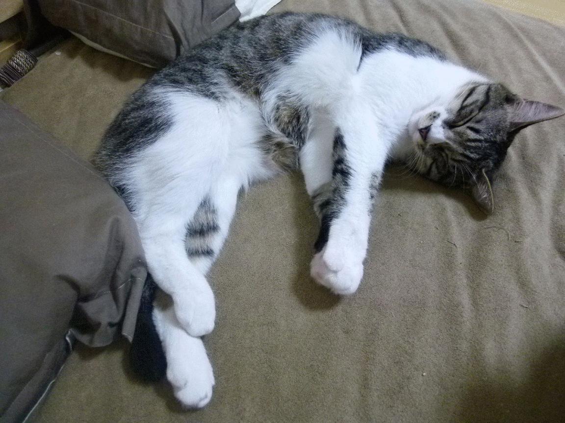 冰与火的交响曲,伦纳德爆发引领开拓者一波流带走掘金