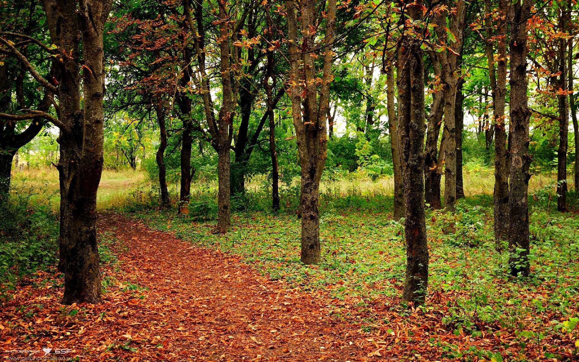 跨界奇迹，足球少年如何用扣篮征服NBA