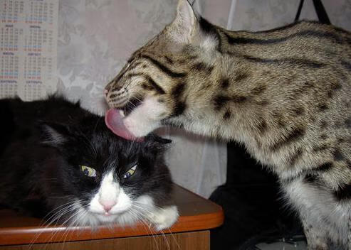 哨声为谁而鸣，当伊布穿上裁判服走进澳喀之战