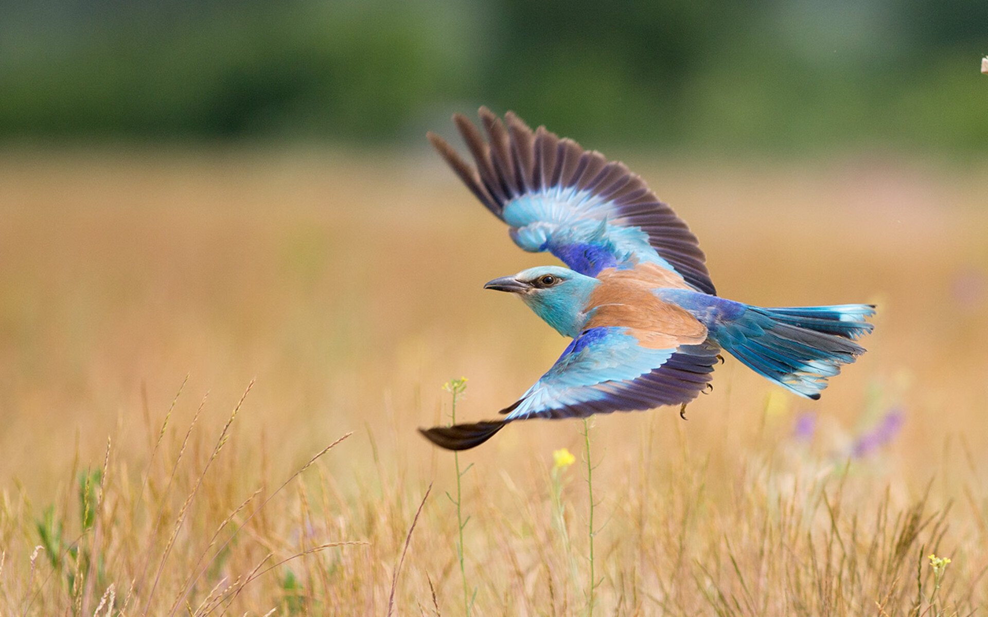 从克瓦拉茨赫利亚的教科书表现到德国稳稳拿下拉齐奥,欧冠夜的双重奏