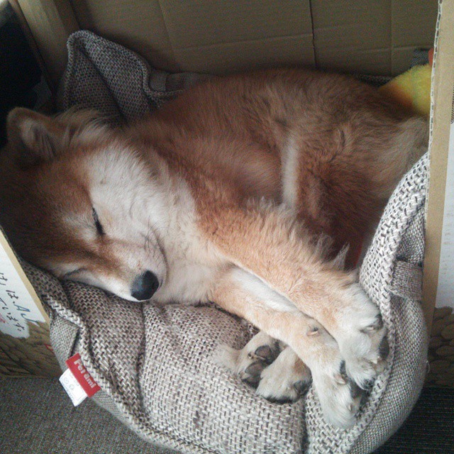 浴血战神！迪马利亚利刃出鞘，一己之力改写宿命