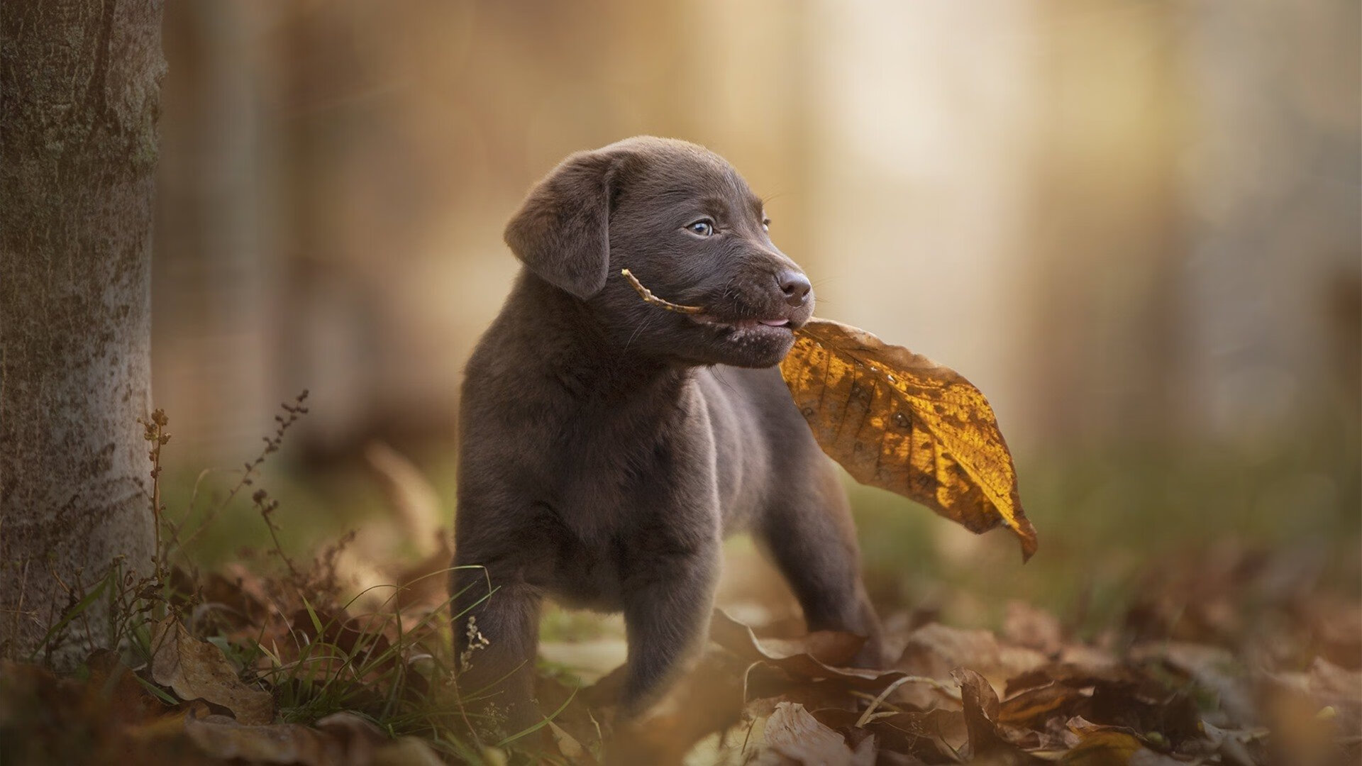 绝命闪击!阿根廷强行终结爱尔兰,罗德里戈一剑封喉成关键先生