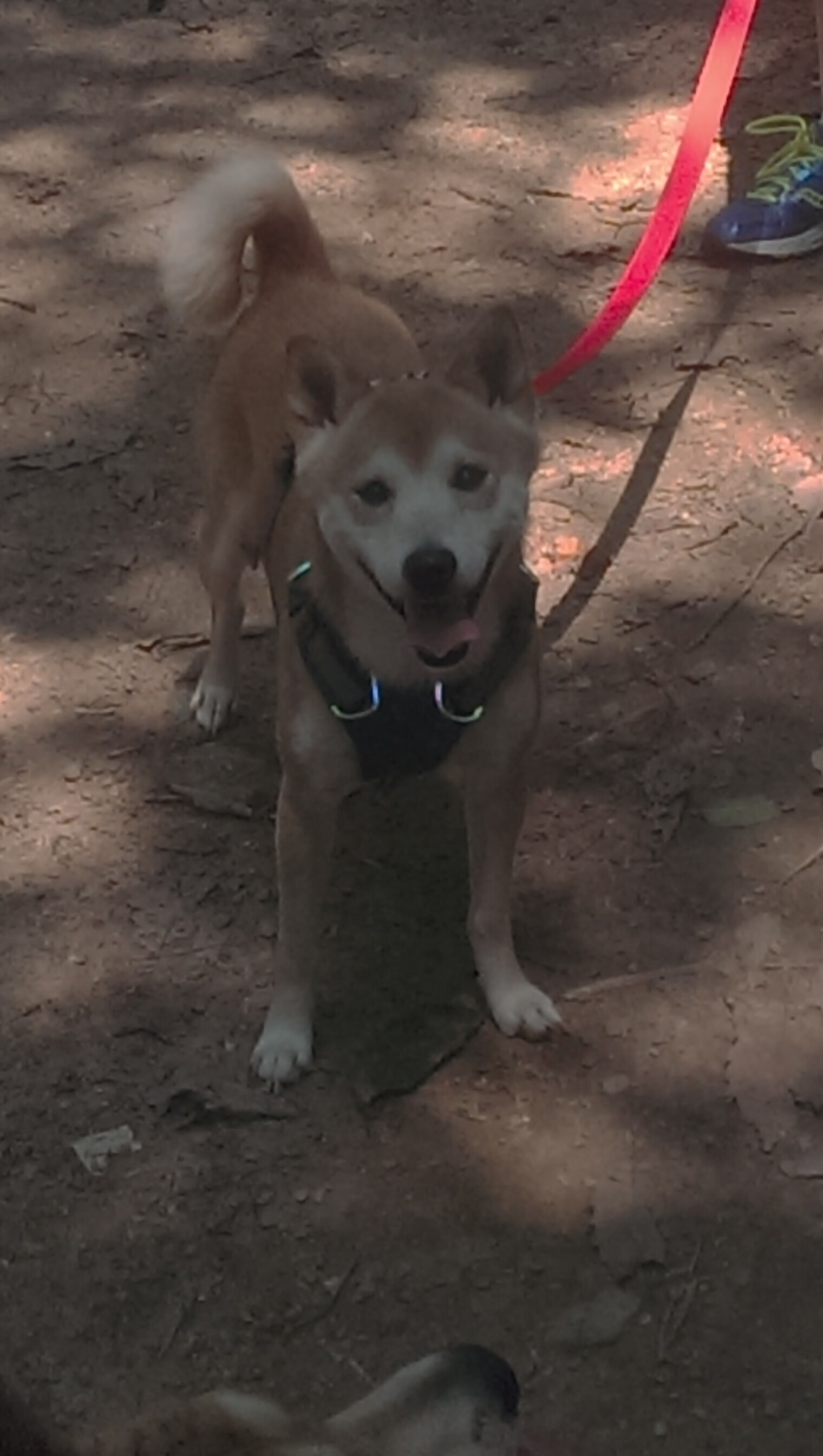 从质疑到传奇，武切维奇的破局之夜，猛龙爆冷掀翻广东王朝