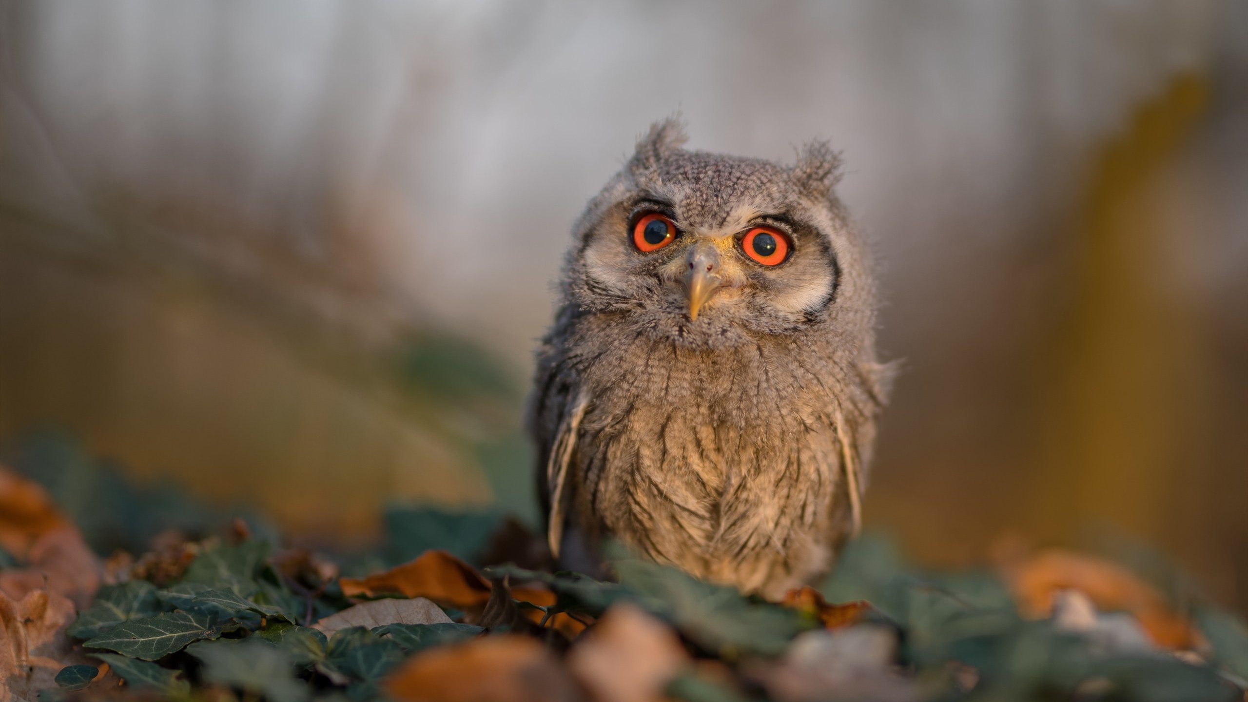寒夜洪都拉斯，那个改写历史的89分钟