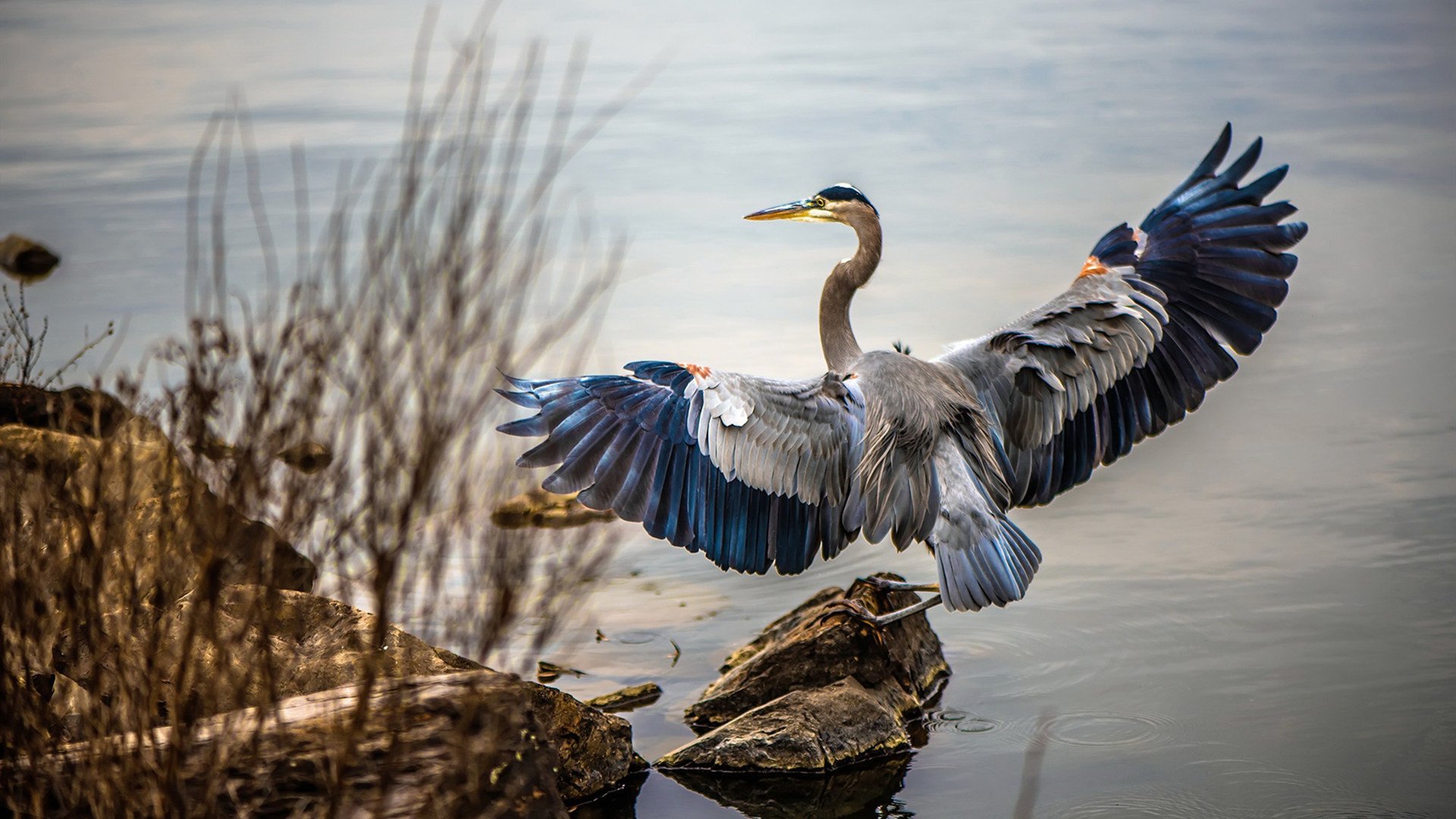跨越五年的遥望,当森林狼横扫老鹰,伦纳德早已成为关键先生