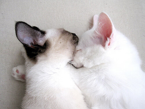 命运塔罗，塔图姆的三分与吉林队的血战