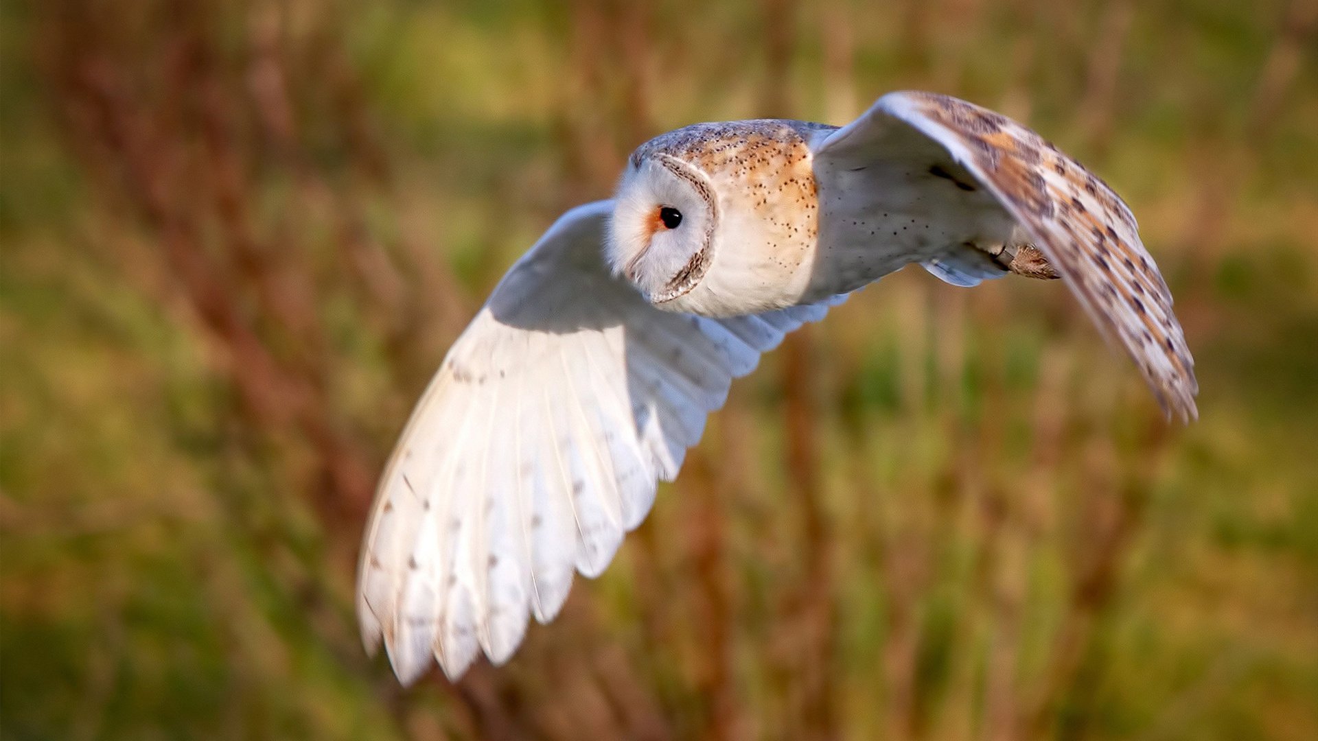 跨越国界，从底特律到美加墨，体育韧性的双重奏